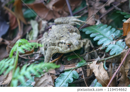 Camouflaged Asian Toad(Central Formosa Toad or Bankor Toad) Amidst Forest Floor. 119454662