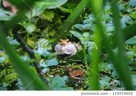 An olive frog (Nidirana adenopleura) with its vocal sac inflated, ready to call. 119454688