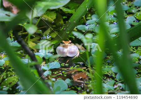 An olive frog (Nidirana adenopleura) with its vocal sac inflated, ready to call. An olive frog (Nidirana adenopleura) with its vocal sac inflated, ready to call. 119454690