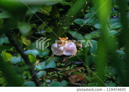An olive frog (Nidirana adenopleura) with its vocal sac inflated, ready to call. 119454695