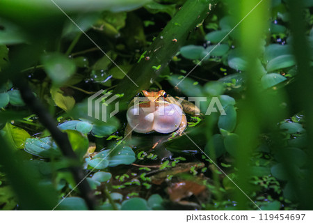 An olive frog (Nidirana adenopleura) with its vocal sac inflated, ready to call. An olive frog (Nidirana adenopleura) with its vocal sac inflated, ready to call. 119454697