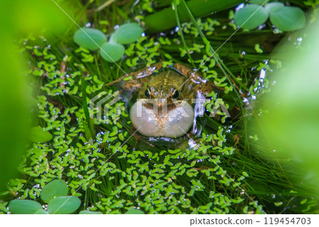 An olive frog (Nidirana adenopleura) with its vocal sac inflated, ready to call. 119454703