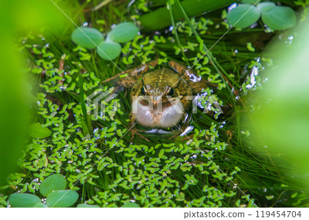 An olive frog (Nidirana adenopleura) with its vocal sac inflated, ready to call. 119454704