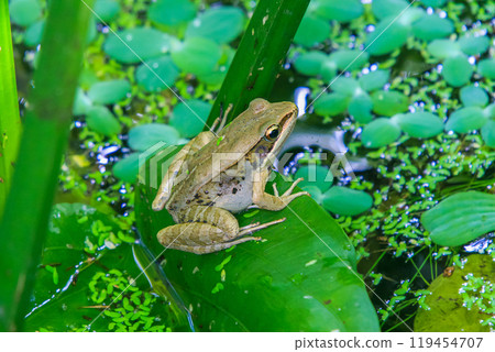 A Olive frog(Nidirana adenopleura) on a green leaf in a pond. 119454707