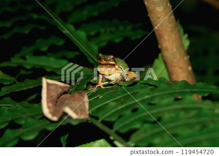 Chinese Tree Frog Calling in the Night. Chinese Tree Frog Calling in the Night. 119454720