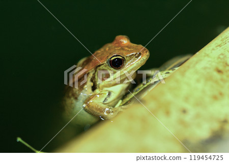 Close-up of an Olive Frog. Close-up of an Olive Frog. 119454725