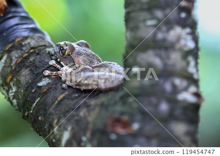 Close-up of a Brown Tree Frog on a Branch. Close-up of a Brown Tree Frog on a Branch. 119454747