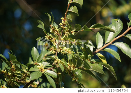 Autumnal alder flower 119454794