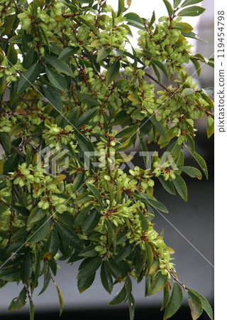 Young fruits of autumnal alder Young fruits of autumnal alder 119454798