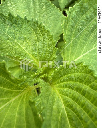 藍色紫蘇葉 119454834