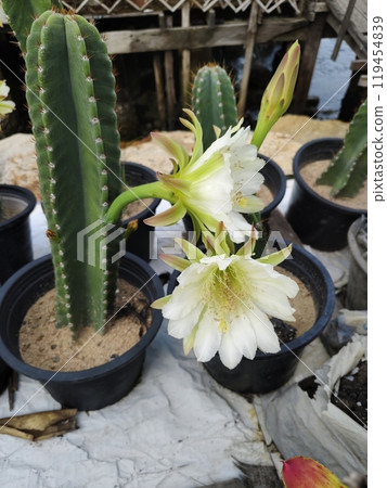 Fairytale castle cactus blooming on branch in pot. 119454839