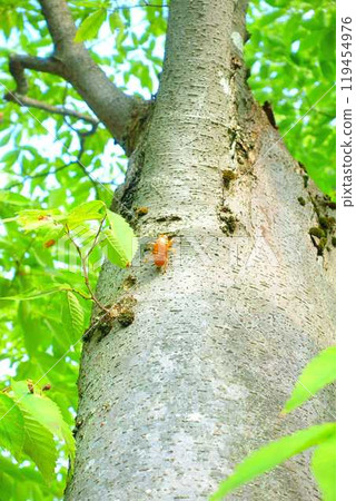 蟬 蟬 蟬蛻 殼油 蟬 敏敏蟬 119454976