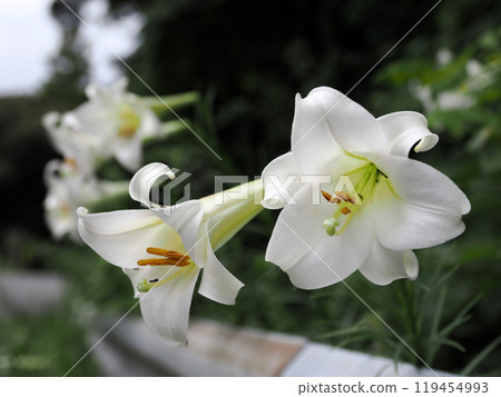Takasago lily (white lily) 119454993