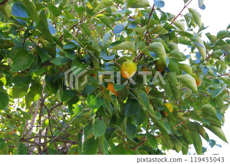 柿子開始變色 柿子開始變色 119455043