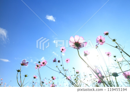 Cosmos flowers shining in the blue sky 119455194