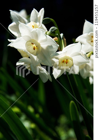 Spring March White daffodil flowers in full bloom on a black background 119455257