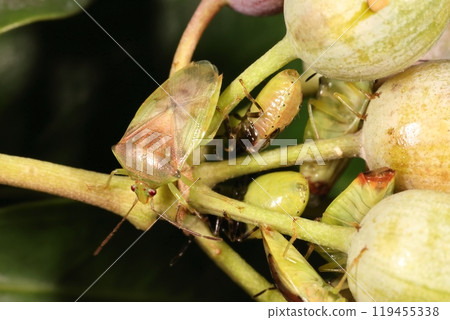 Living creatures, insects, adult blue-horned stink bugs. The pattern and color are not yet clear as they have just shed their skin. Living creatures, insects, adult blue-horned stink bugs. The pattern and color are not yet clear as they have just shed their skin. 119455338