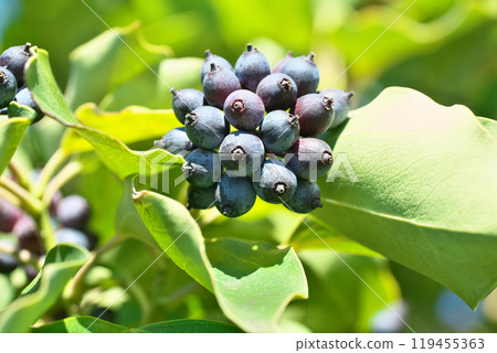 Kakuremino 果實在冬天變黑（冬季、12 月） 119455363