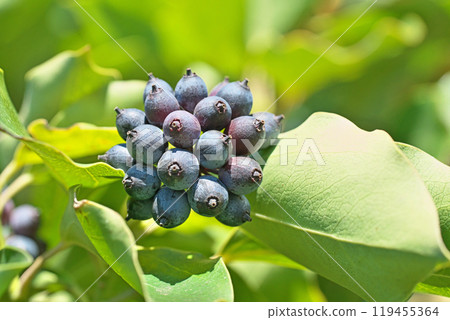 Kakuremino 果實在冬天變黑（冬季、12 月） 119455364