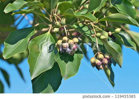 Kakuremino 果實在冬天變黑（冬季、12 月） 119455365