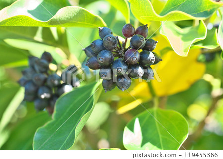 The fruits of the Japanese quince tree turn black in winter (Winter, December) The fruits of the Japanese quince tree turn black in winter (Winter, December) 119455366