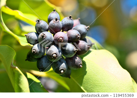 Kakuremino 果實在冬天變黑（冬季、12 月） 119455369