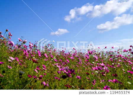 秋天的天空中向著太陽綻放的波斯菊花田 119455374