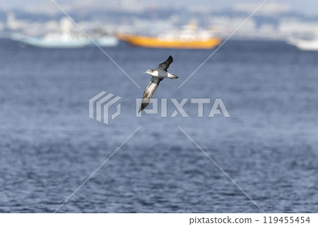 Hermit's nagatori Hermit's nagatori 119455454