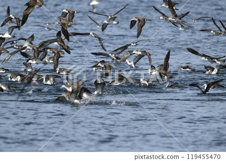 隱士的nagatori 119455470