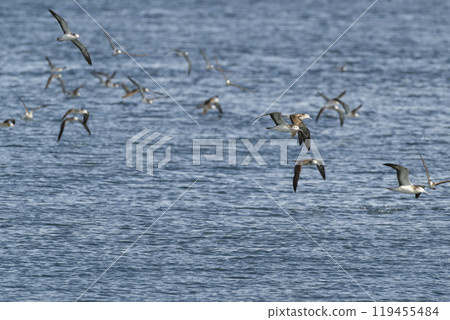 Hermit's nagatori 119455484