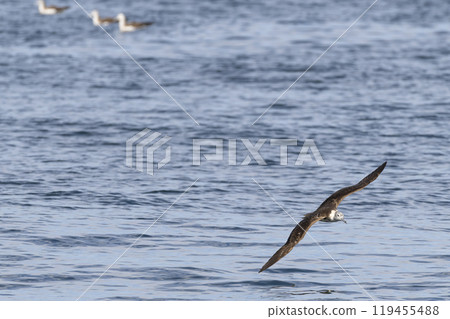 Hermit's nagatori 119455488