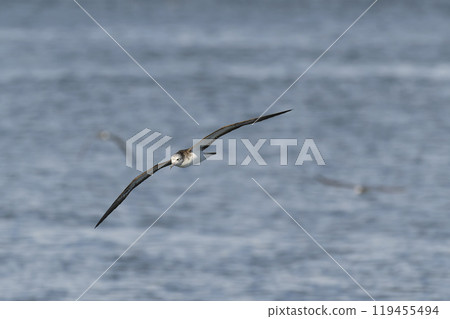 Hermit's nagatori 119455494