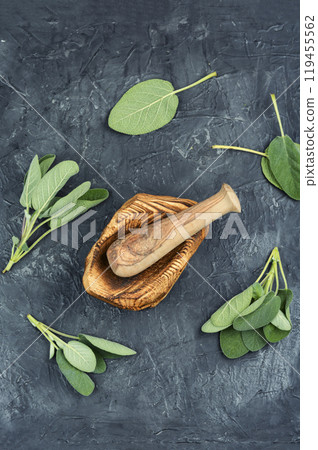 Herb sage leaf Herb sage leaf 119455562