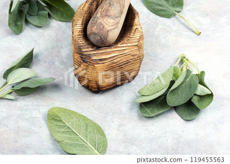 Fresh organic sage Fresh organic sage 119455563