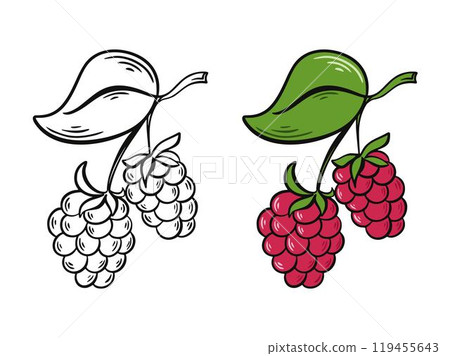 Ripe juicy raspberry on branch with leaves ink sketch and color version 119455643
