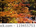 Colored foliage 119455753