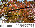 Snow leaves of autumn leaves 119455754