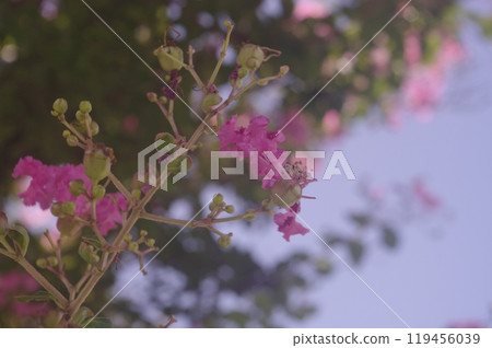 Crape myrtle flower 119456039