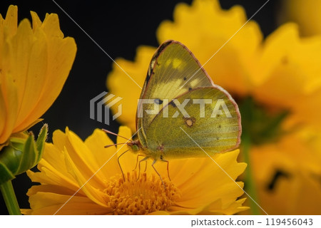 帝王蝶從東方百合花中吸取花蜜 119456043