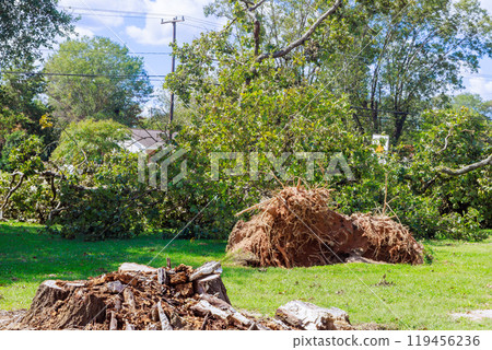When hurricane hits, stormy winds uproot trees on ground, which causes extensive damage 119456236