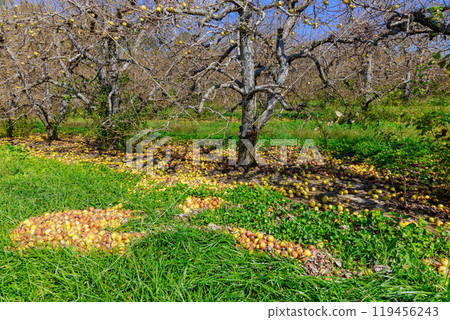 An infectious disease has spread to garden, apples that have fallen from trees have rotted on ground. An infectious disease has spread to garden, apples that have fallen from trees have rotted on ground. 119456243