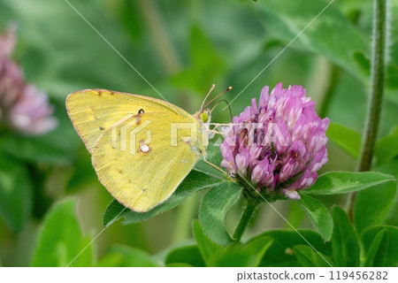 A Colias butterfly sucking nectar from pale pink red clover A Colias butterfly sucking nectar from pale pink red clover 119456282