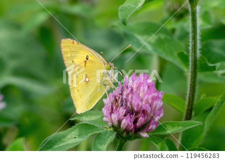 猴蝴蝶從淡粉紅色紫色三葉草中吸取花蜜 119456283