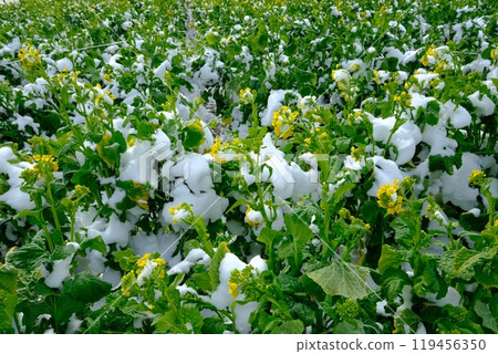 Snow-covered rapeseed fields in Nagaokakyo City 119456350