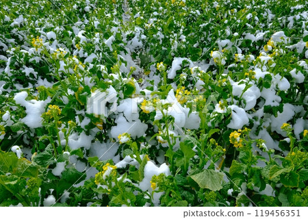 Snow-covered rapeseed fields in Nagaokakyo City Snow-covered rapeseed fields in Nagaokakyo City 119456351