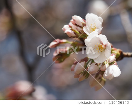 Cherry blossoms starting to bloom: Somei Yoshino Cherry blossoms starting to bloom: Somei Yoshino 119456543