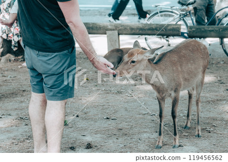 Man approaching a deer 119456562