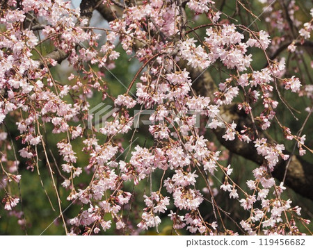 盛開的垂枝櫻花在春天的陽光下熠熠生輝 盛開的垂枝櫻花在春天的陽光下熠熠生輝 119456682