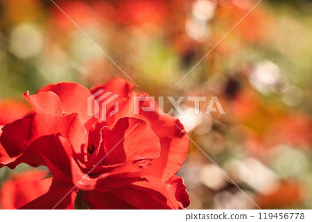 一朵紅玫瑰 一朵紅玫瑰 119456778