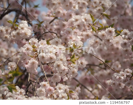 春天的花朵、櫻花、垂枝櫻花 119456797